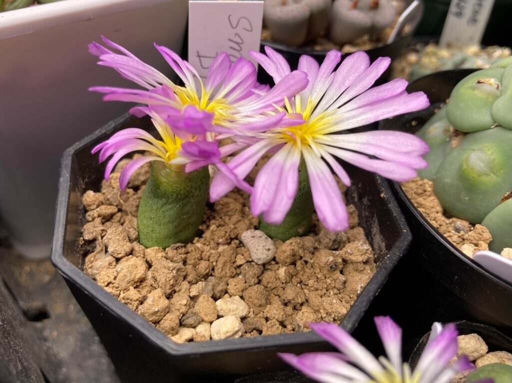 Conophytum smorenskaduense