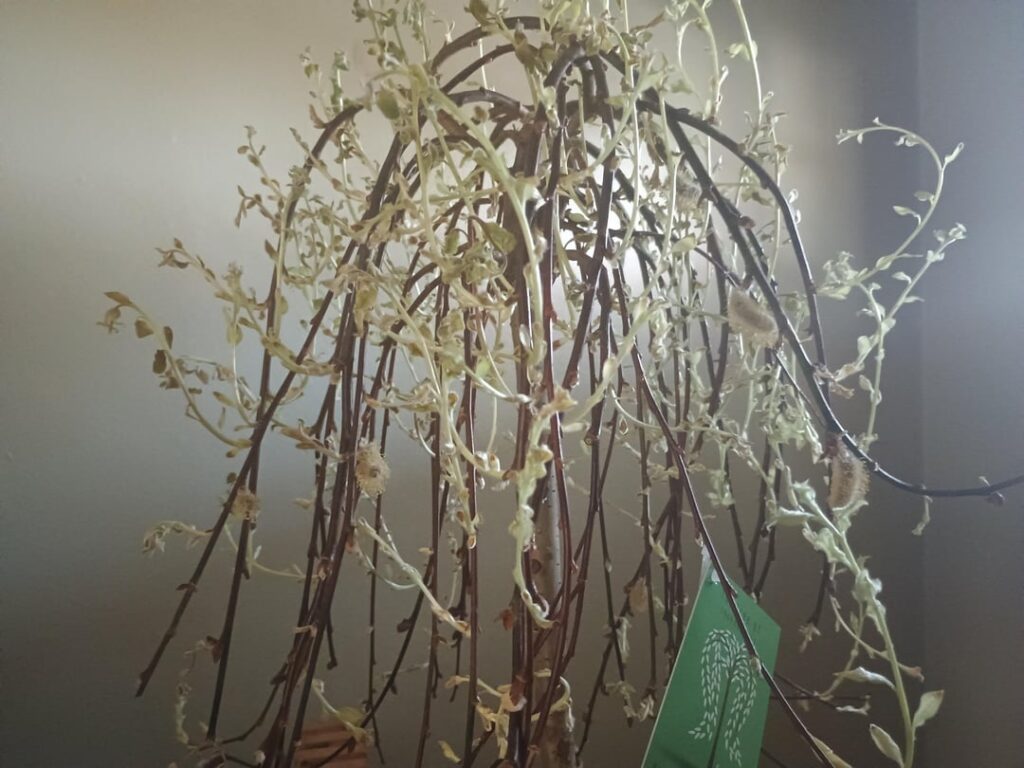 Weeping pussy willow. Weeping pussy willow.