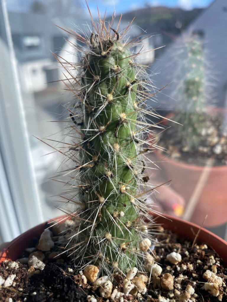 austrocylindropuntia weingartiana