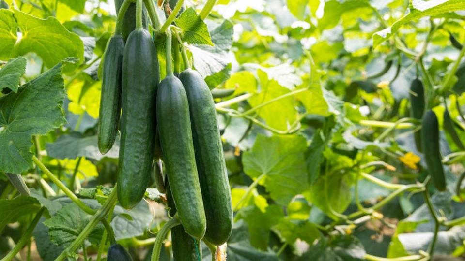 Organic cucumbers cultivation. Closeup of fresh green vegetables ripening in glasshouse