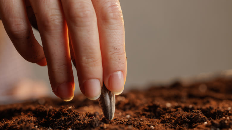 person pressing sunflower seed into soil