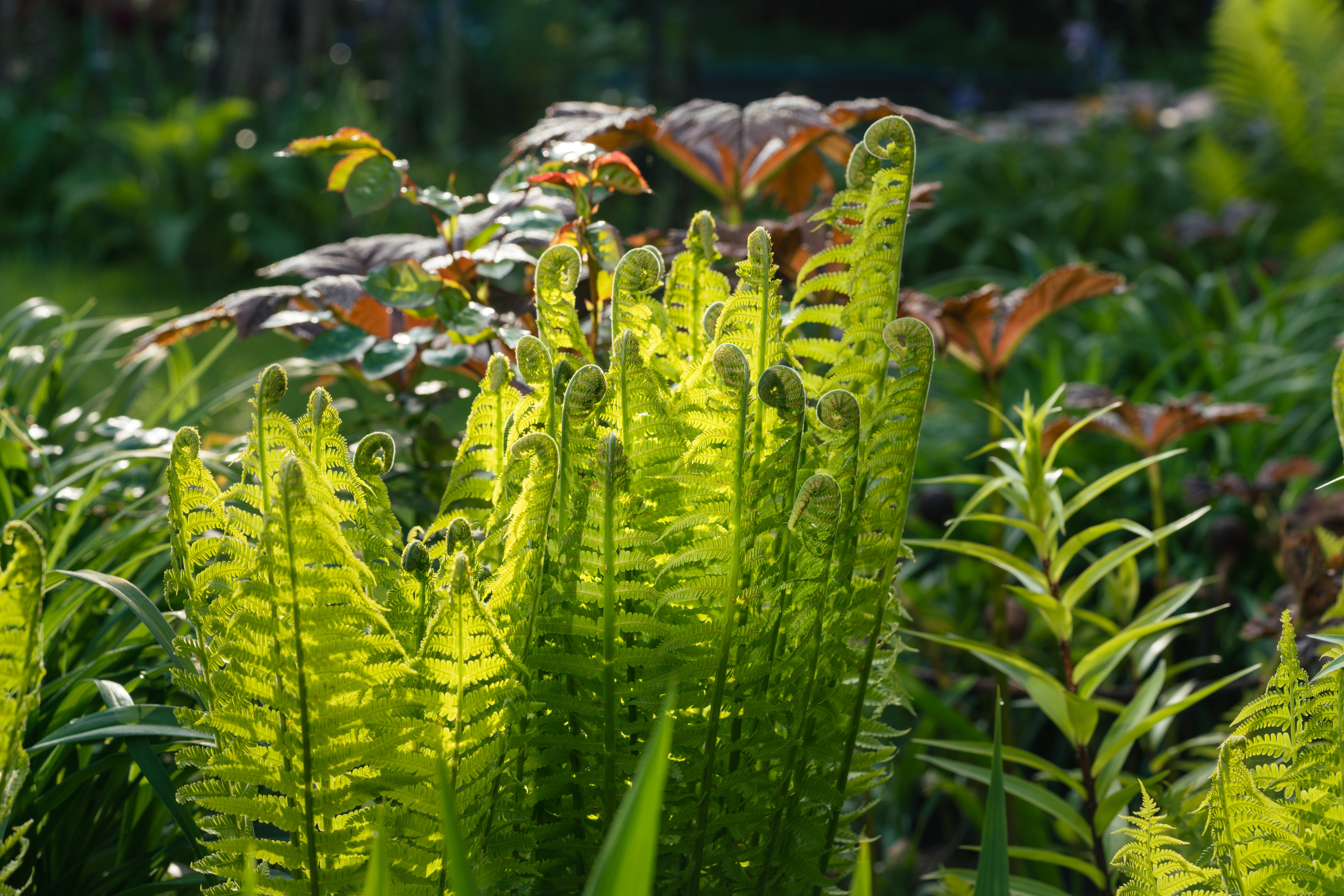 Ferns opening up in spring