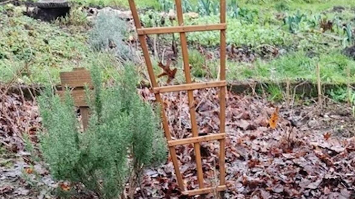 Gardener shares photos while trying out 'hassle-free' method: 'I'm sold'