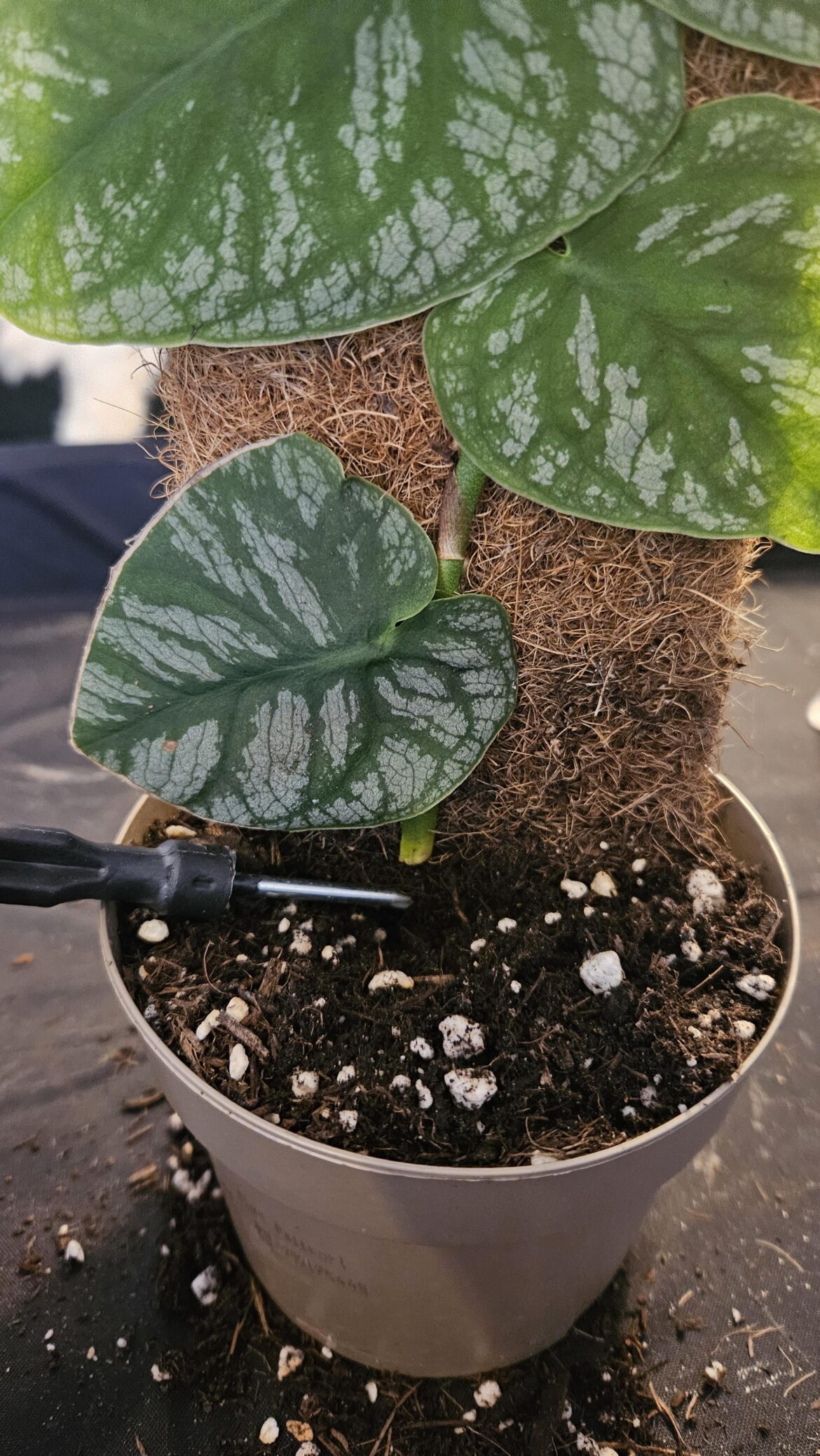 Monstera Dubai "unten ohne"