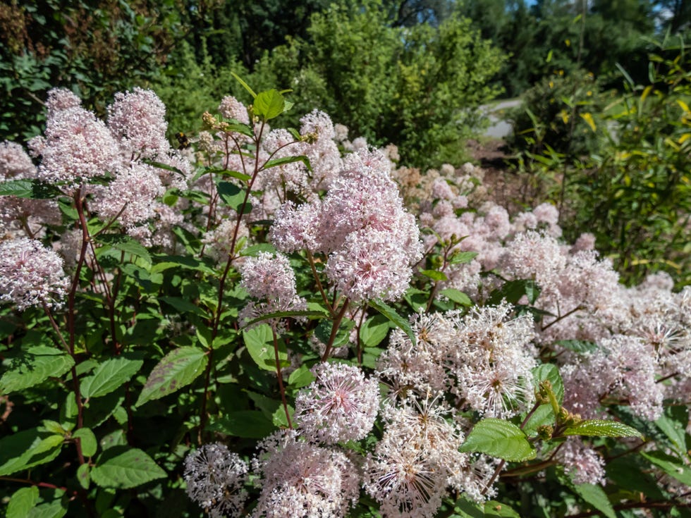 Jersey tea ceanothus, red root, mountain sweet or wild snowball (Ceanothus americanus) having thin branches flowering with white flowers in clumpy inflorescences in garden in summer Jersey tea ceanothus, red root, mountain sweet or wild snowball (Ceanothus americanus) having thin branches flowering with white flowers in clumpy inflorescences in garden in summer