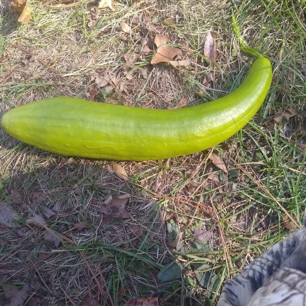 Great for making sponges.