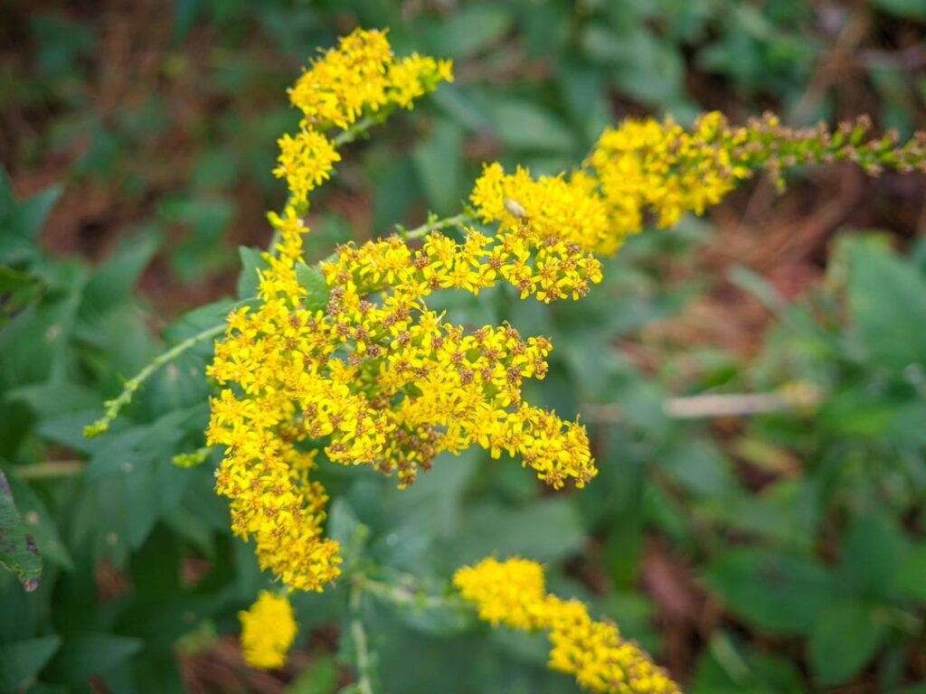 New here, thought id share some southeast NC native flora reappearing over the past year restoring my backyard woodland from a near-privet-takeover.