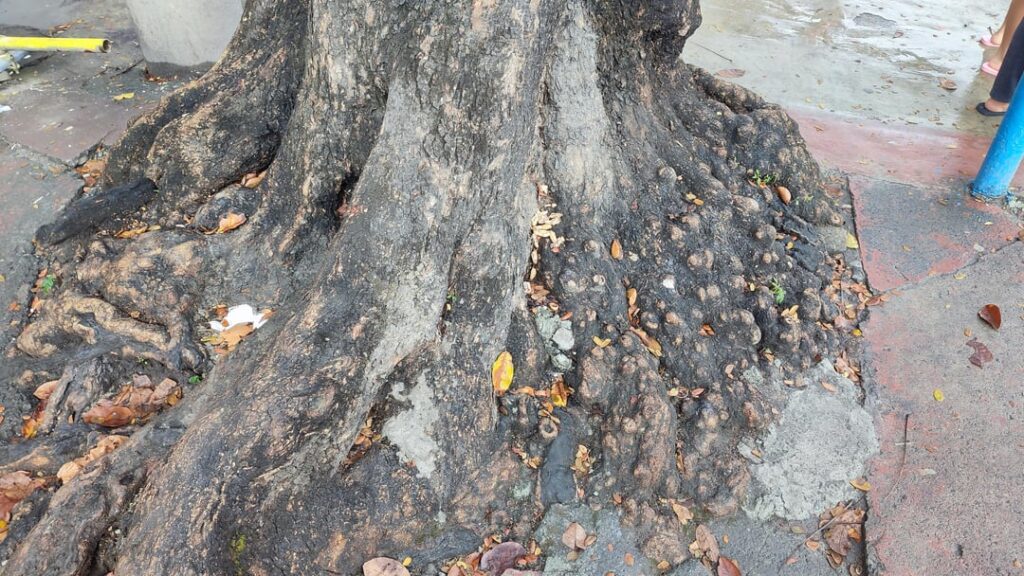 Odd nodule-like structures on Samanea saman roots. What are they? Second photo is a close-up.