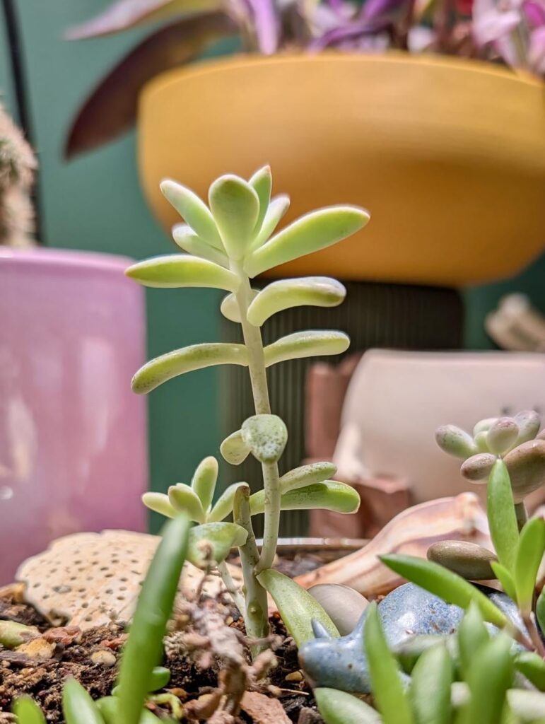 Etoliation will continue until morale improves!