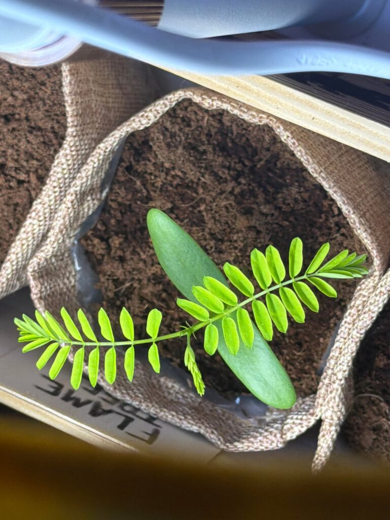 Delonix regia - 8 days