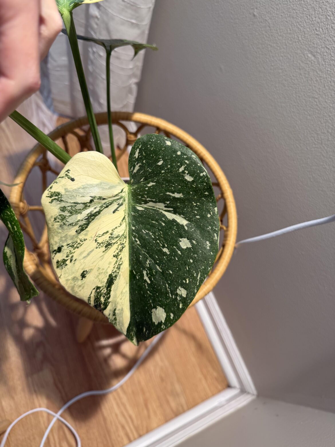 Monstera Thai Constellation