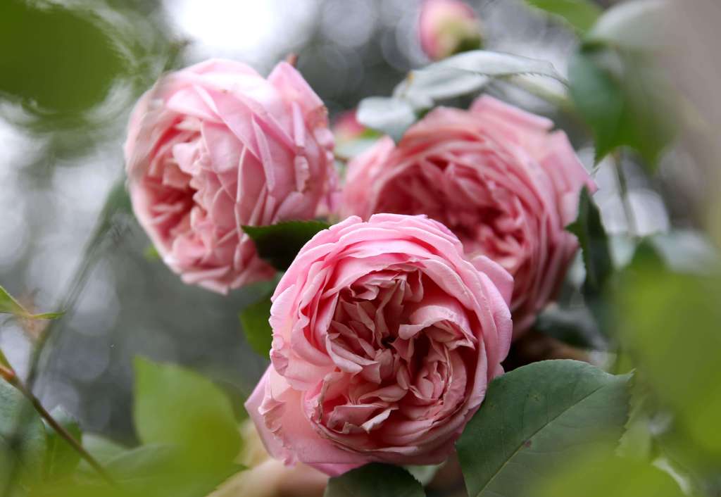 Spring is around the corner. Check out these upcoming gardening classes in Sonoma County Spring is around the corner. Check out these upcoming gardening classes in Sonoma County