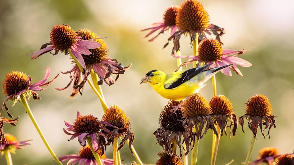 A male American Goldfinch feeds on Purple Coneflower seed heads in my Herb Garden. The setting sun creates a glowing bokeh in the background. The scene is peaceful yet energized with a hint of autumn