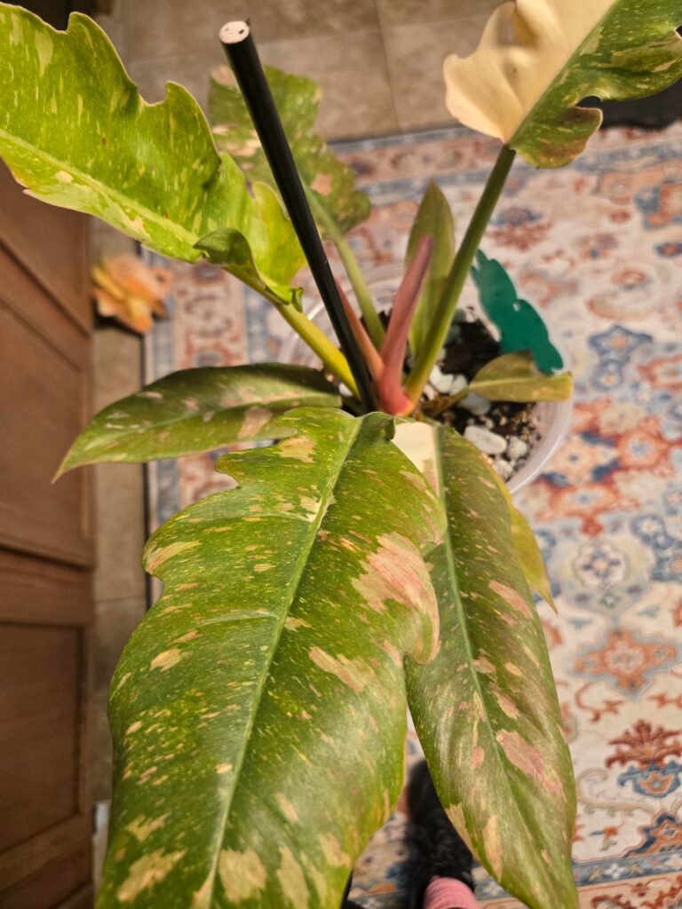 Does anyone know why my juvenille Ring of fire is throwing some pink on all her leaves? Is it too much light? She doesn’t look crispy and she's putting out new leaves too. I just wanna make sure I'm not doing anything wrong. Here's a close up of one of her leaves for reference.