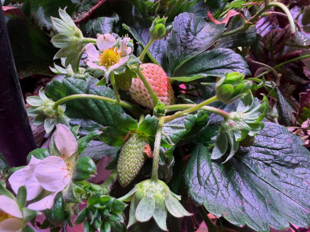 Strawberry hydroponics Y6 W23 (February 2026 edition). The plants have recovered and have ramped up harvest quantity once more. Since the last post, thrips are under control and B is no longer as high. Strawberry hydroponics Y6 W23 (February 2026 edition). The plants have recovered and have ramped up harvest quantity once more. Since the last post, thrips are under control and B is no longer as high.