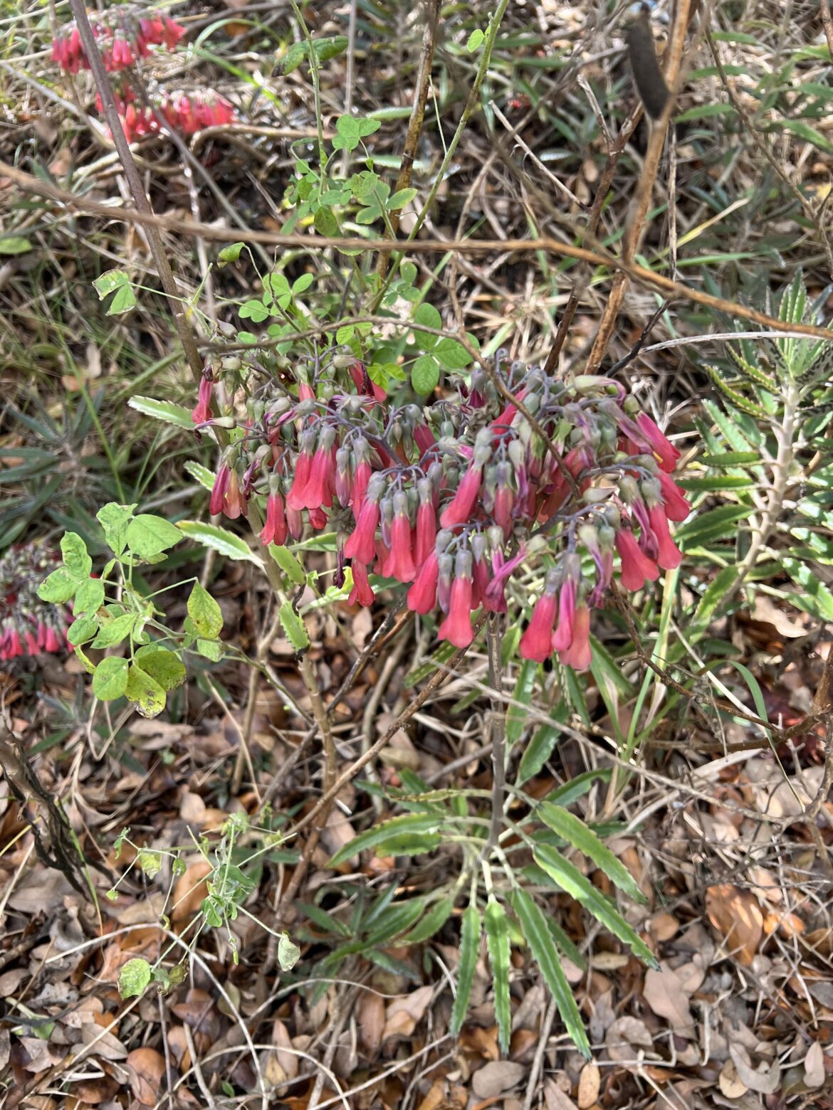 Found on a walk with my 6 month old pup-South Florida