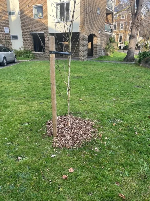 One Redditor shared photos of a newly planted birch tree, asking whether it had been planted too deeply.