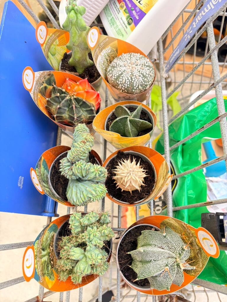 My Walmart finds today