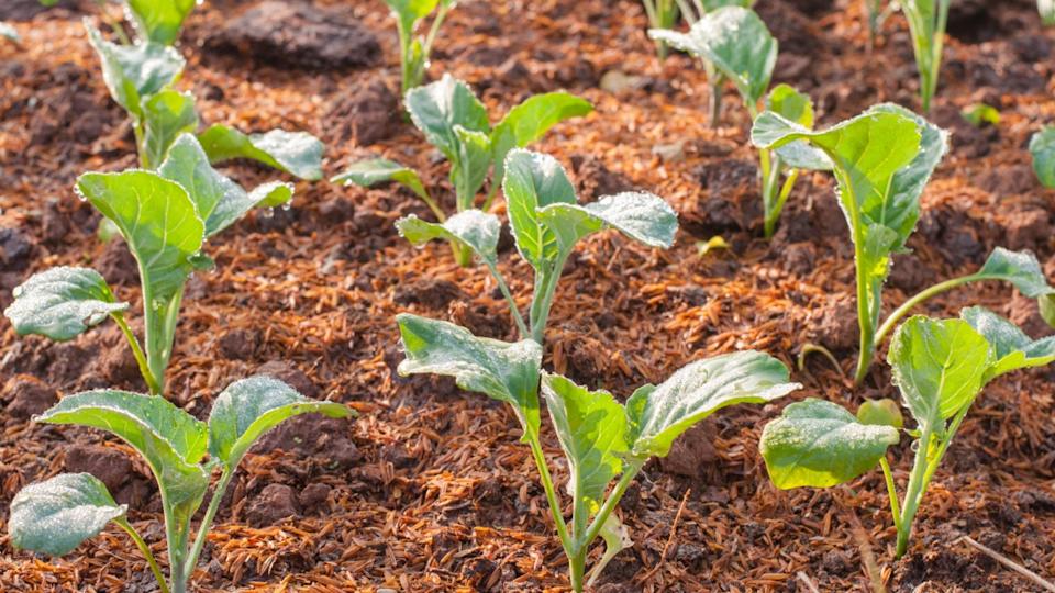 baby kale plant in the farmland