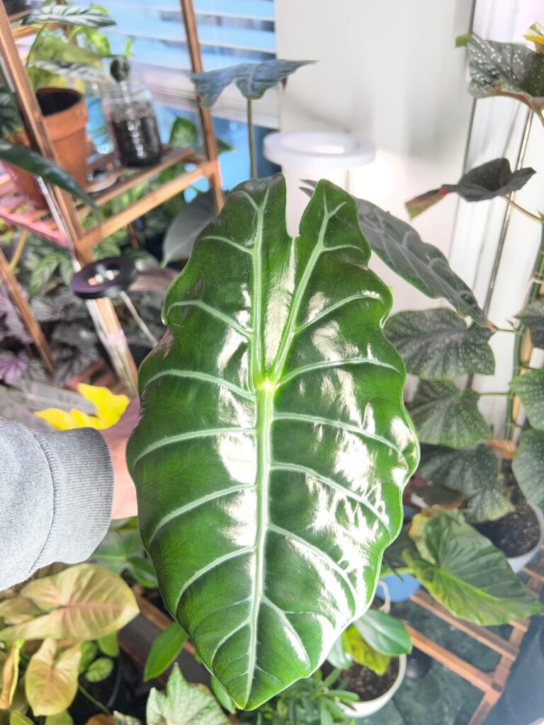 New leaf looking good