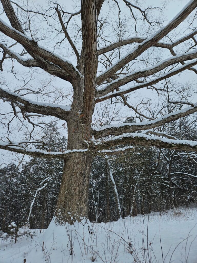 White oak in the snow