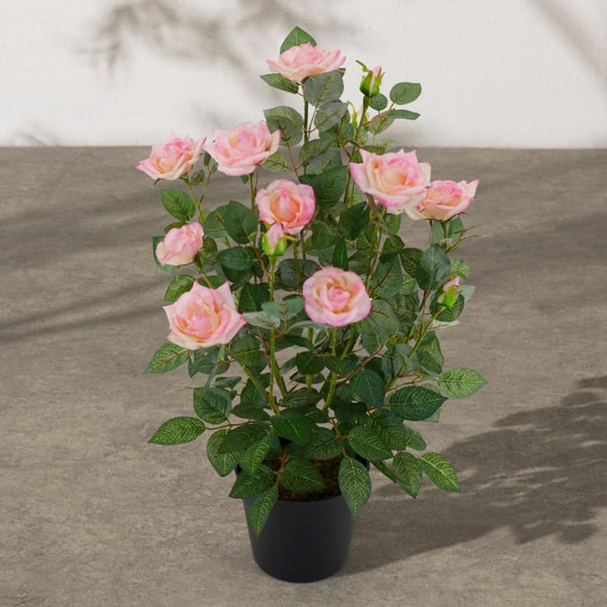 Home Bargains' Jardin Rose Tree