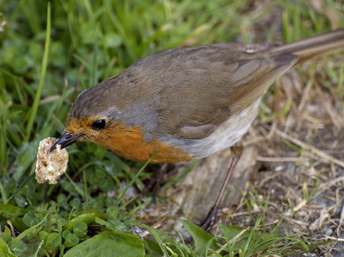 A Robin bird, (erithacus rubecula) with a piece of bread in its beak