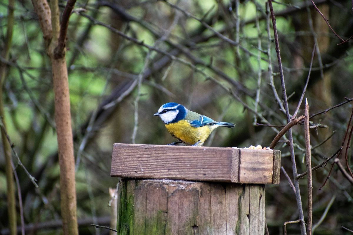 A close-up view of an Eurasian Blue Tit perched on a fence post.