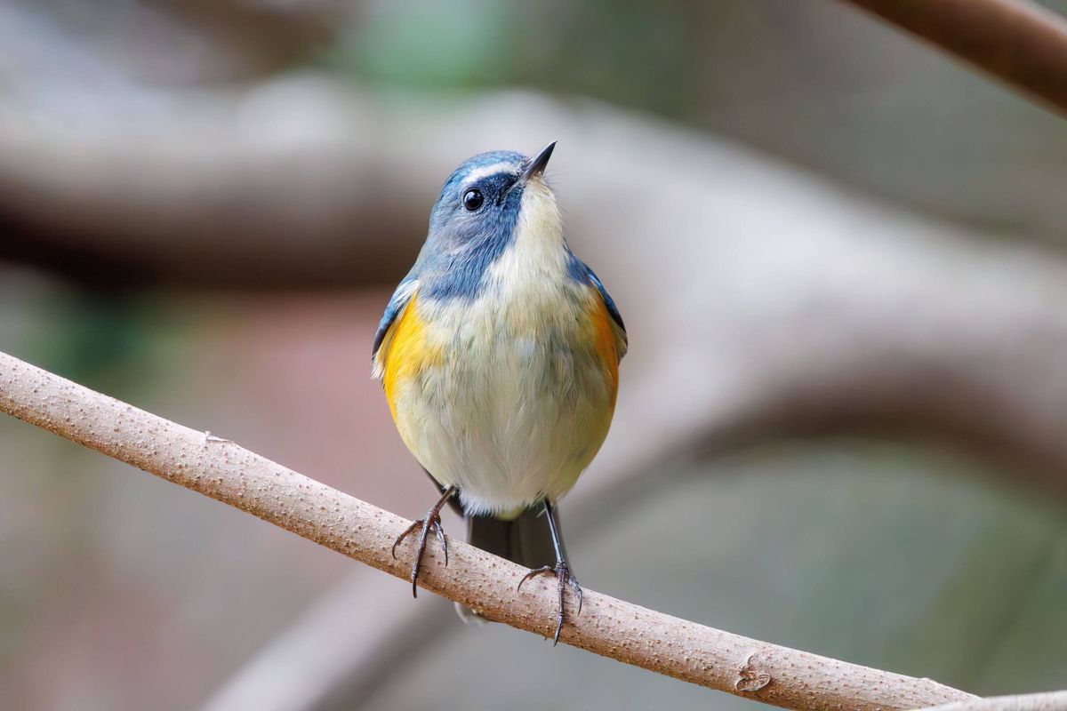 A happy blue bird, the lovely Red-flanked Bluetail (Tarsiger cyanurus, family comprising flycatchers).At Koishikawa botanical park, Bunkyo-ku, Tokyo,