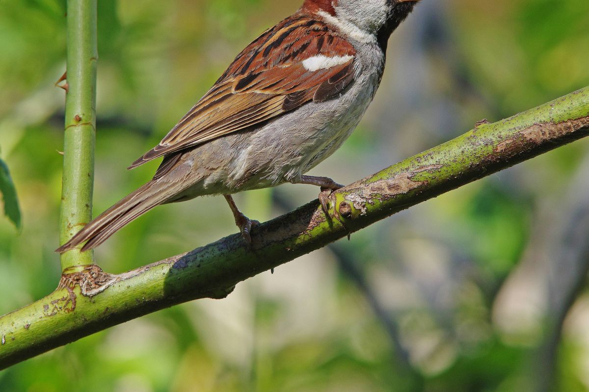 A male House Sparrow.