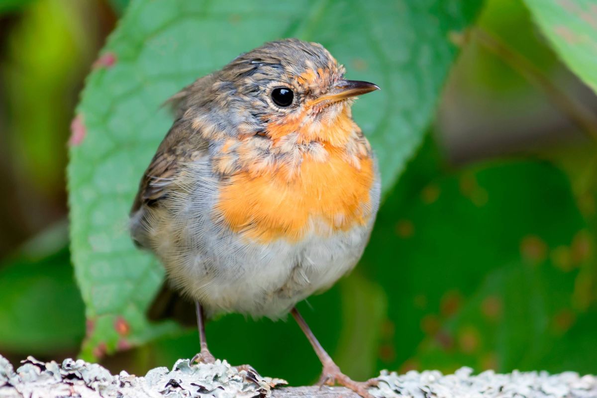A young robin sits on a wooden pole in the garden.