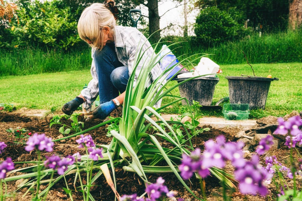 Active senior woman planting annual flowering bedding plants in her garden.