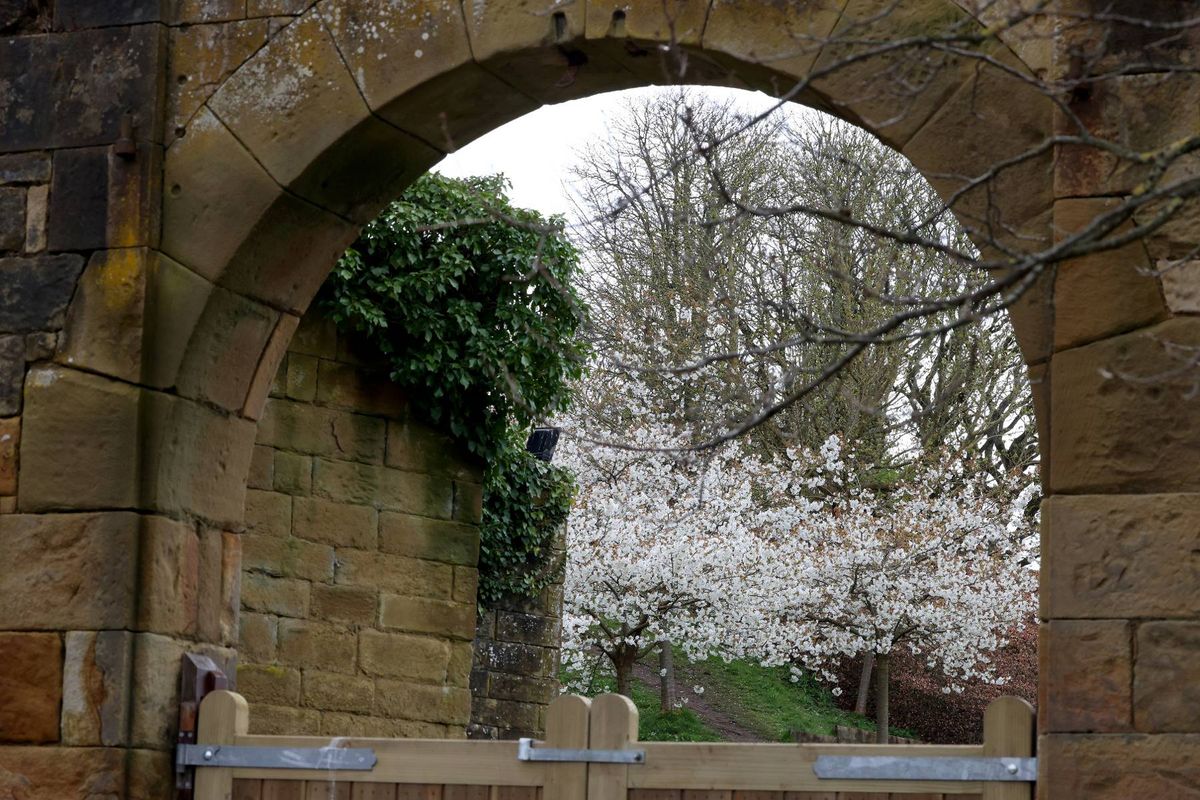 Alnwick Garden's famous Cherry Orchard blossoms in full bloom