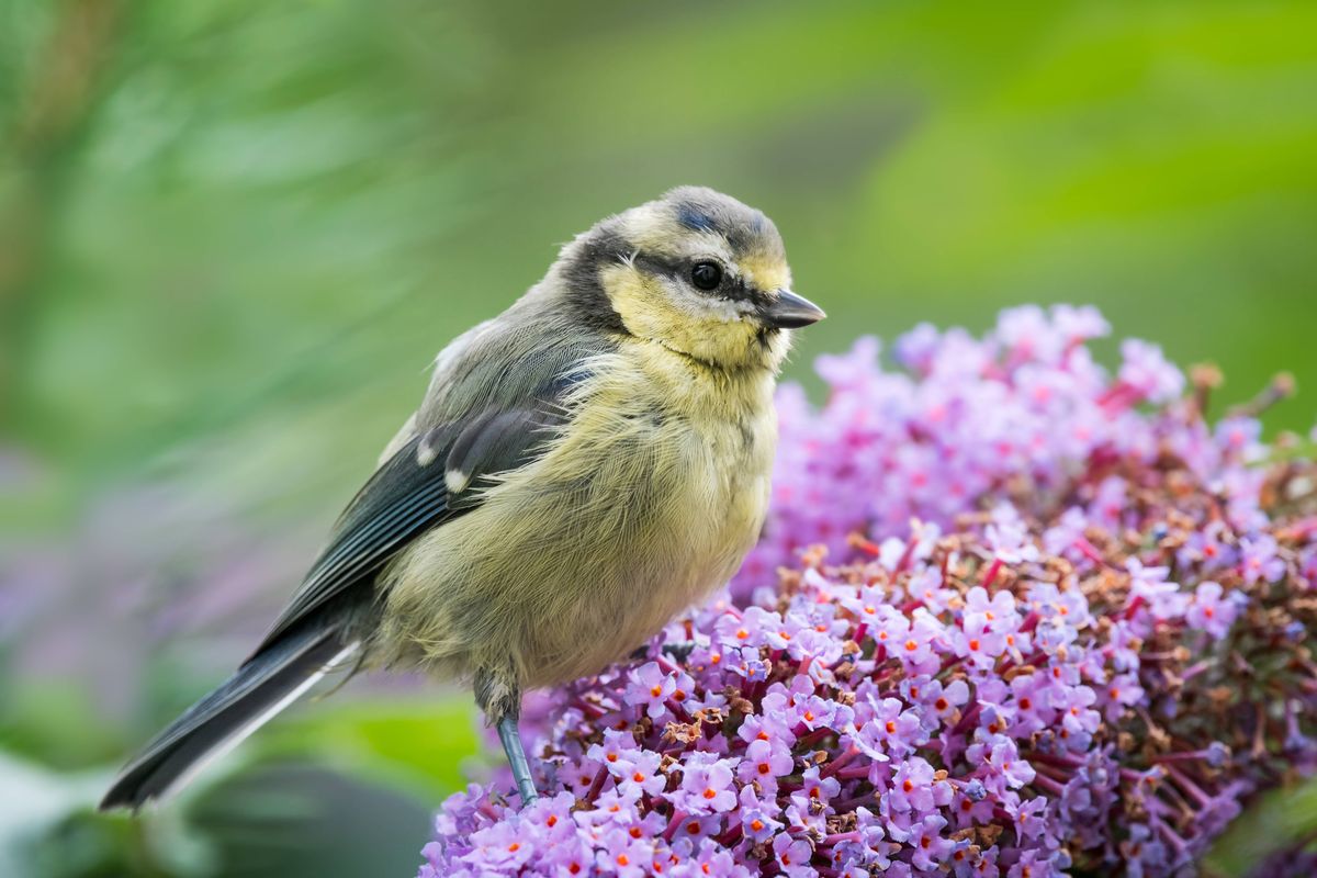 Young blue tit (Cyanistes caeruleus) perching on vertical Scots pine tree trunk, looking at bark. Wales, UK, July