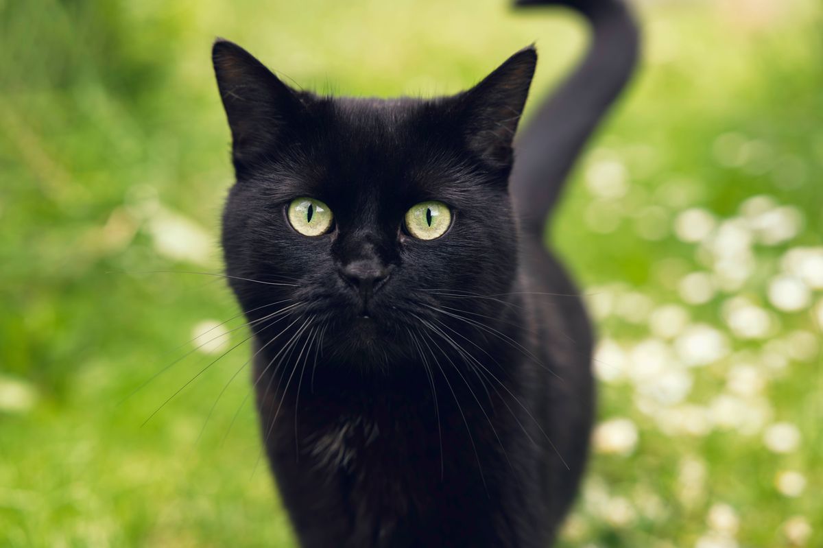 Curious black cat with bright green eyes