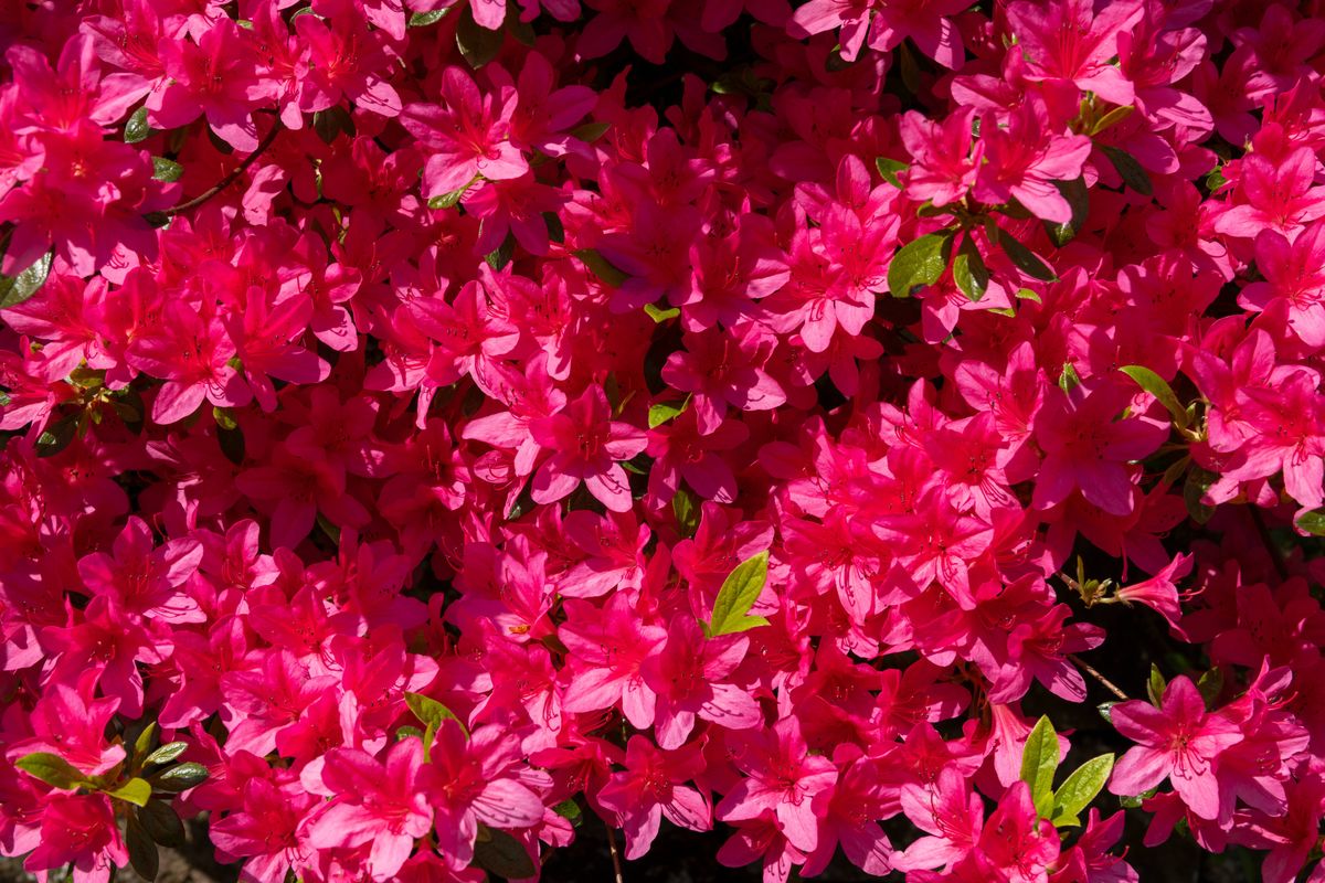 A hardy garden shrub grown for its bright colour in spring gardens