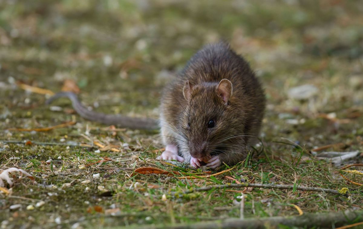 Brown rat in a garden looking at camera