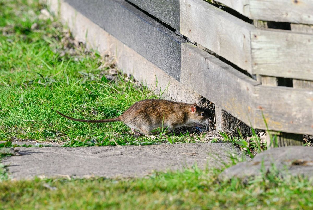 Brown rat runs under a deck