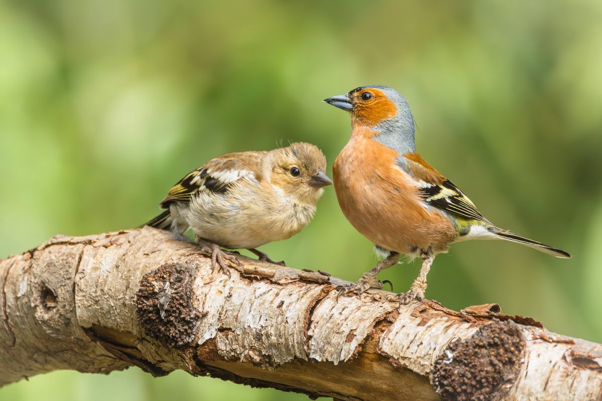 Chaffinch, Scientific name: Fringilla coelebs, adult male Chaffinch with scaly leg mites, perched on a branch and feeding his young chick in Springtime. Horizontal. Copy space