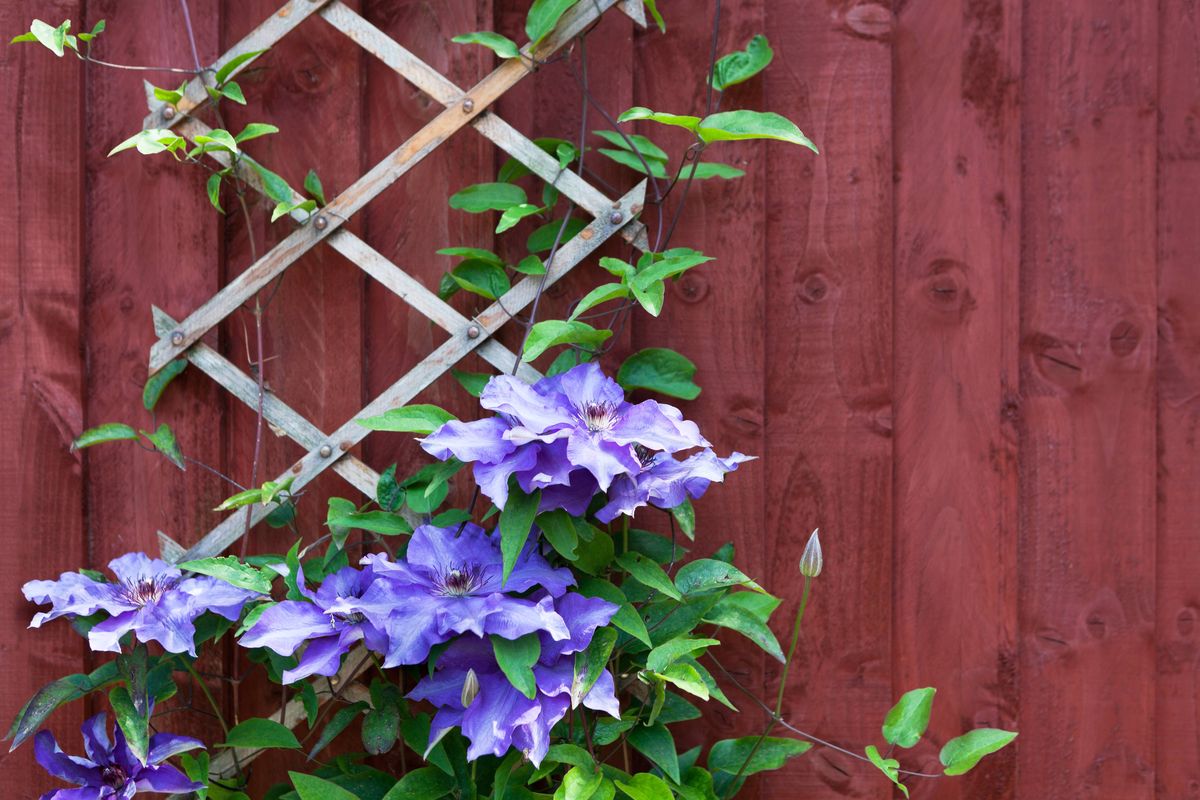 President, clematis climbing plant in a garden