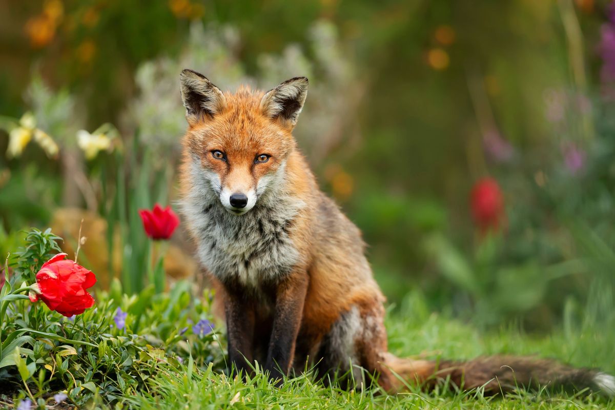 Close up of a red fox (Vulpes vulpes) against colorful background in spring, United Kingdom.