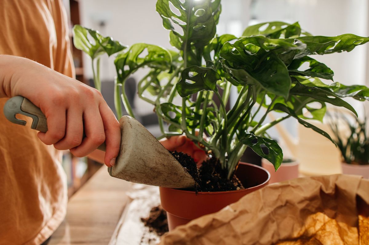 Close-up of hands with a shovel pouring plant soil into a pot