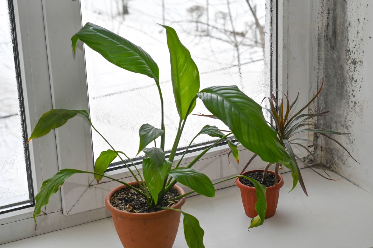 Close-up of spathiphyllum and dracaena near moldy window showing excess humidity and condensation. Wet glass and plants symbolizing household dampness and poor air circulation.