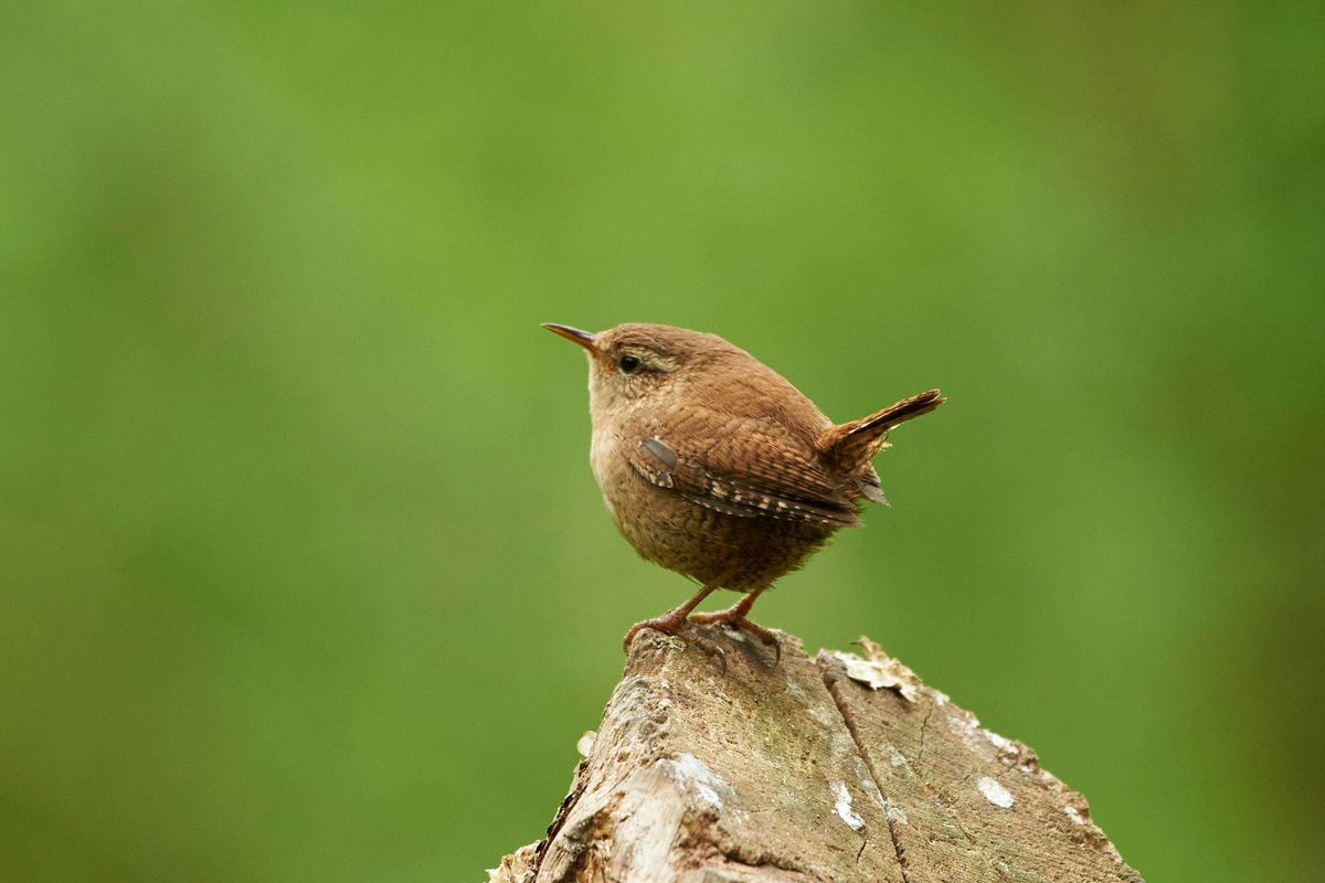 Close-up of wren perching on wood,Taunton,United Kingdom,UK