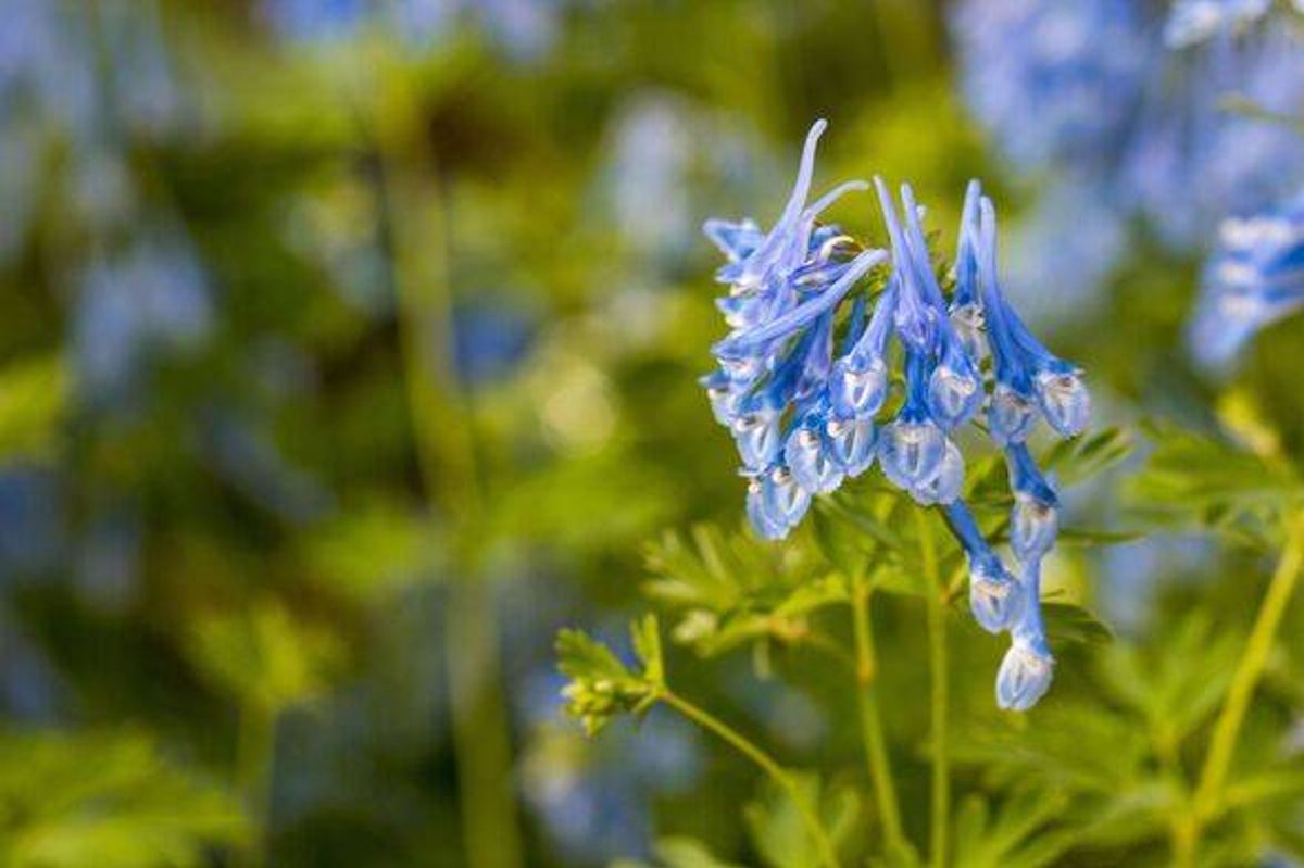 Corydalis flexuosa. blurred background with highlights and bokeh. close-up. colorful photo with natural lighting. Corydalis flexuosa. Corydalis. Papaveraceae