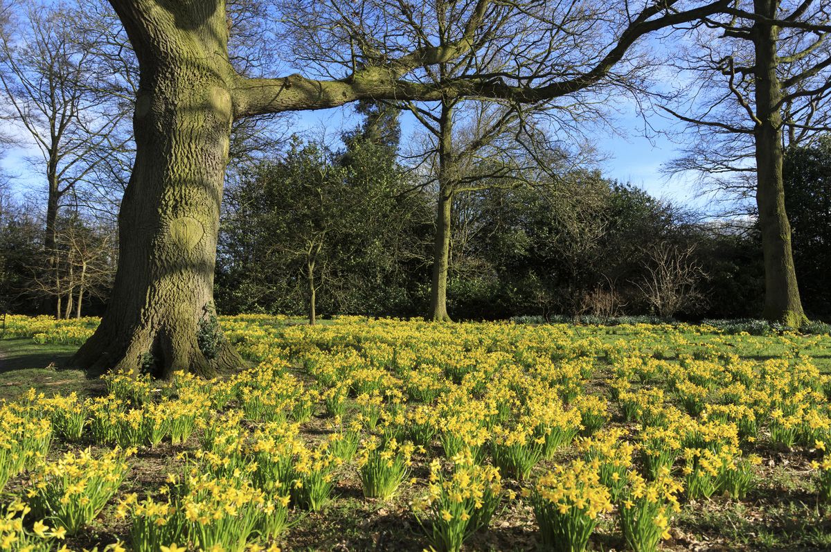 Daffodils in bloom at Dunham Massey