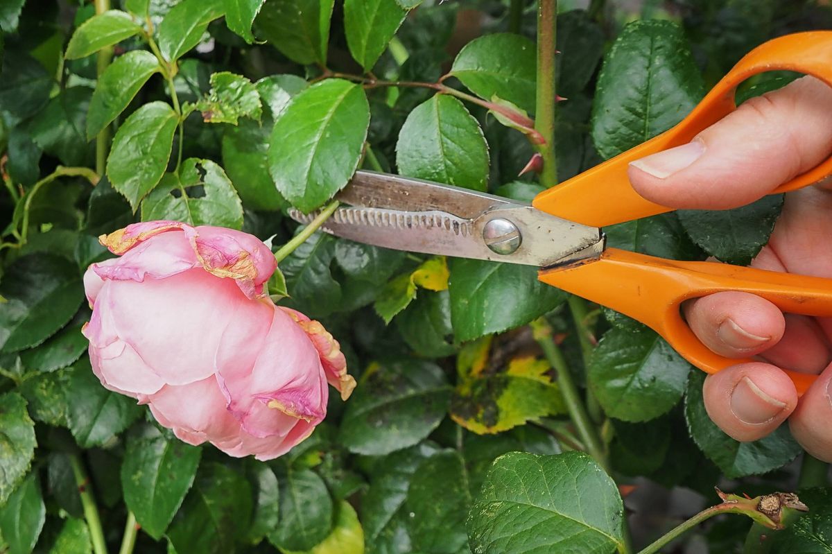 Dead-heading roses