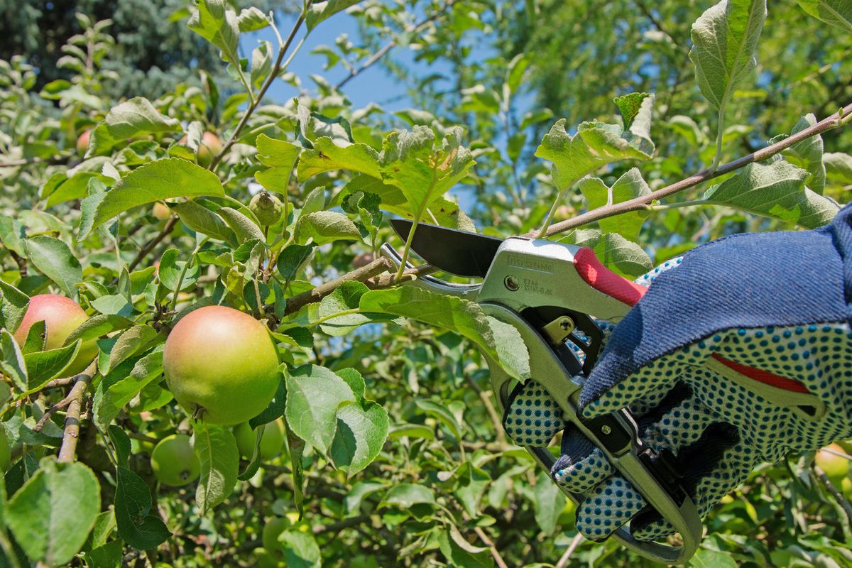 February marks your final chance to tackle remedial pruning on certain fruit trees