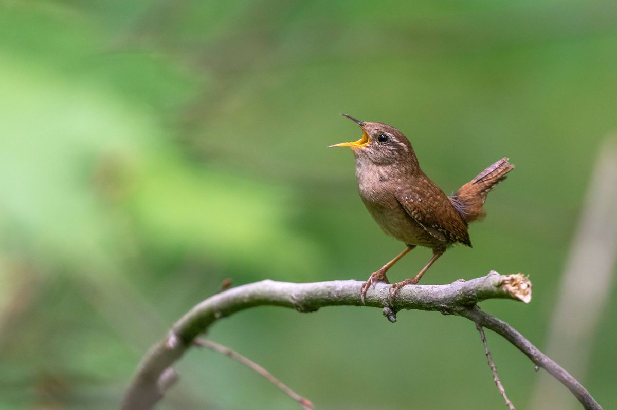 Singing eurasian wren (Troglodytes troglodytes).