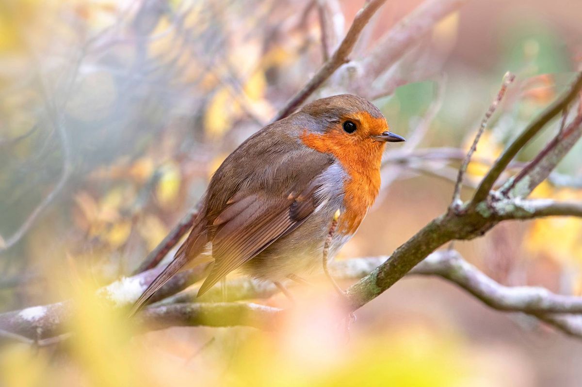 European Robin, garden songbird perched amongst Autumn coloured leaves